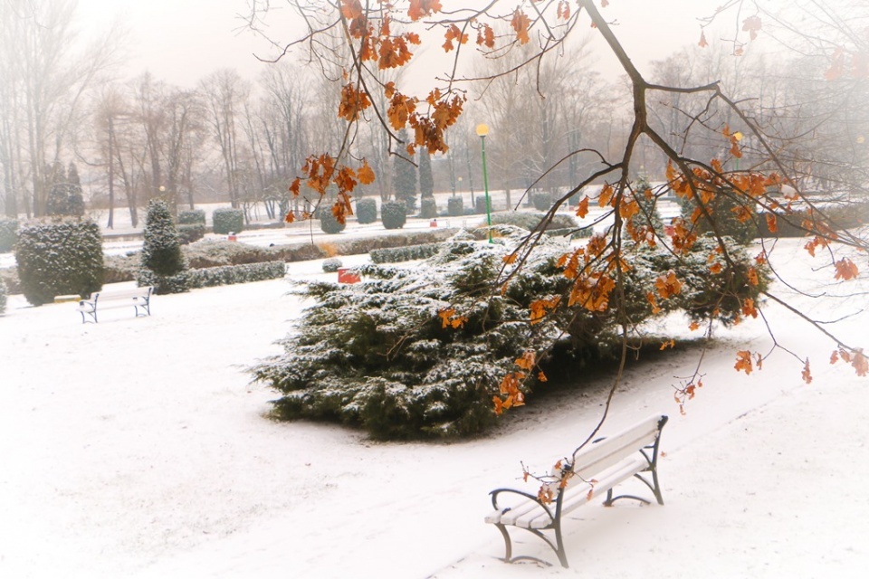 Legnica zimą zachwyca 8
