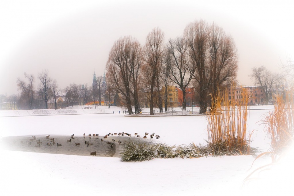 Legnica zimą zachwyca 10