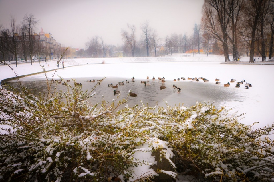 Legnica zimą zachwyca 9