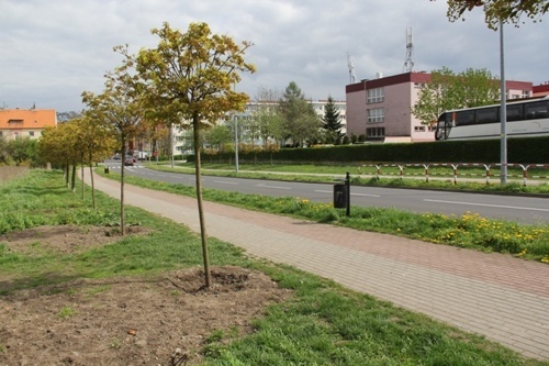 nowe klony na lotniczej