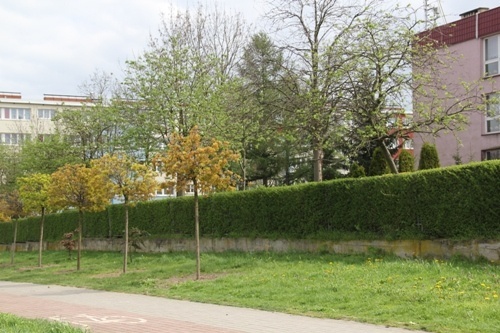 nowe klony na lotniczej