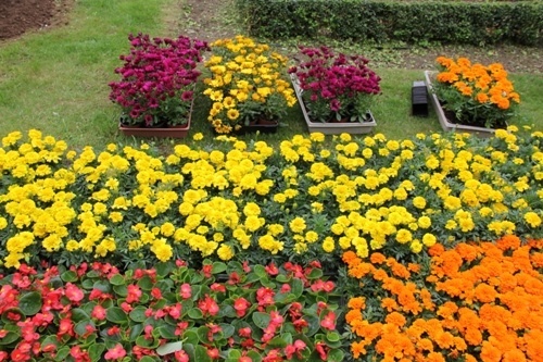 wiosenne nasadzenia kwiatow