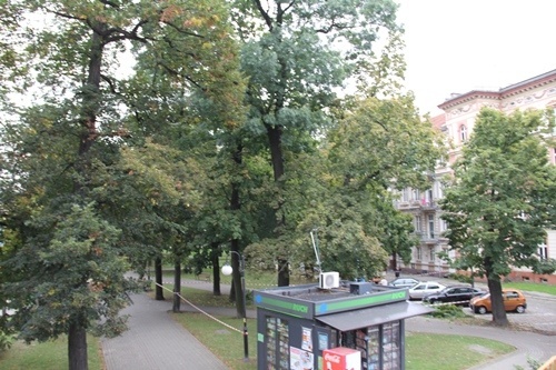ciecia sanitarne drzew