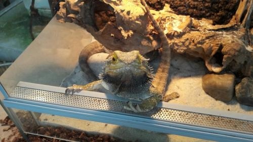 agama brodata w legnickiej palmiarni