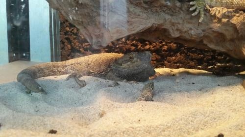 agama brodata w legnickiej palmiarni